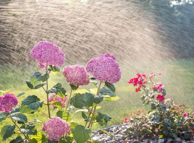 soin de son jardin en pleine chaleur