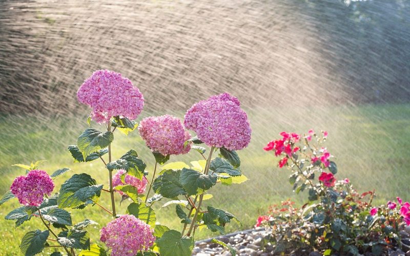 soin de son jardin en pleine chaleur