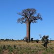 baobab