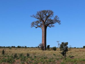 baobab