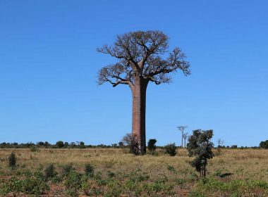 baobab