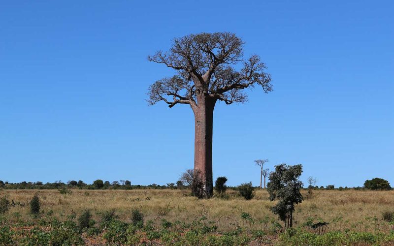 baobab